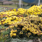 Creeping Thyme Homegrown Seeds🌱Easy to Plant and Grow Non-GMO Perennial Flower Premium Seeds🌺