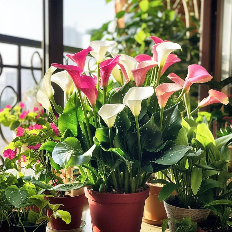 Calla Lily Seeds - Mixed - Beautiful Flowers Planting
