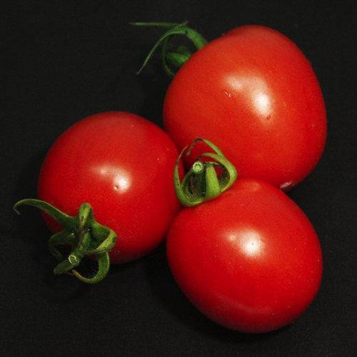 Tomates Garden Gem