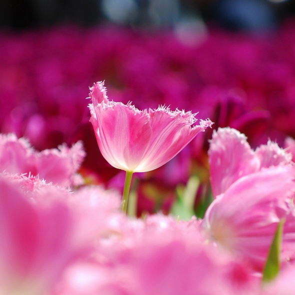 ¡¡¡NUEVO!!! 100 unidades/Bolsa - Semillas de Tulipán Jardín Flores Plantas