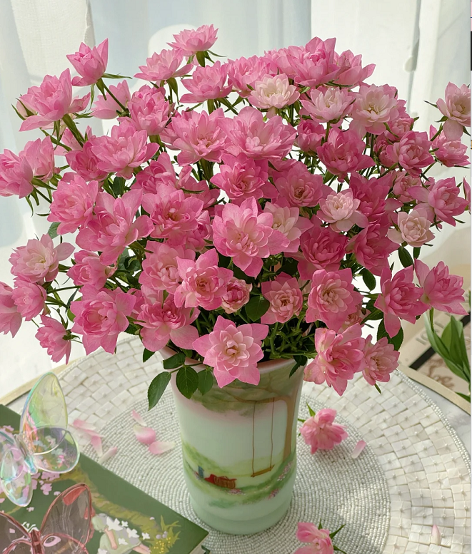 Miniatura Rosa Chinensis-Estrellas Loto Celestial🌺