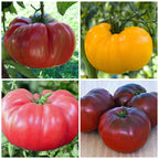Organic Brandywine Tomato Seeds