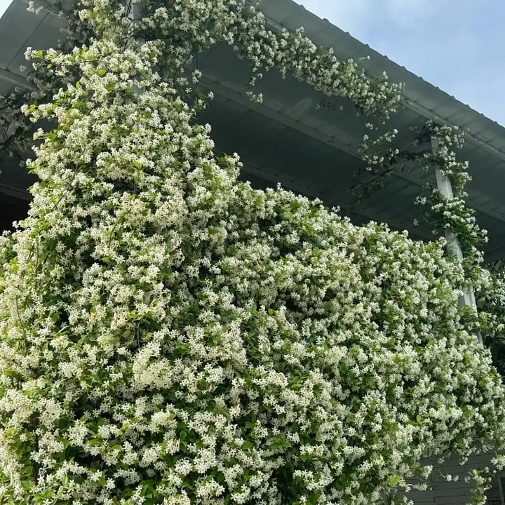 Semillas de Flores Mixtas para Trepar - Más de 30 variedades mezcladas