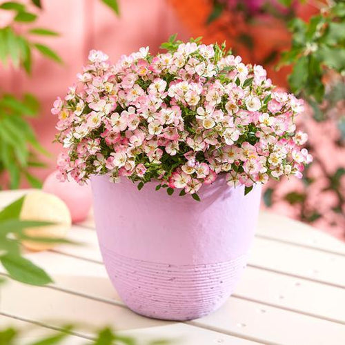 Alpin-Rose