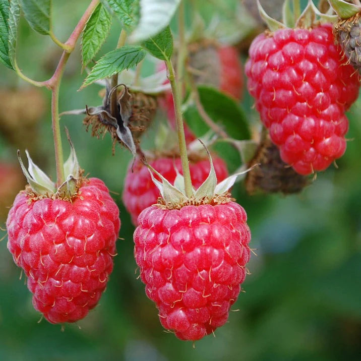 Semillas de frambuesa