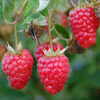 Semillas de frambuesa