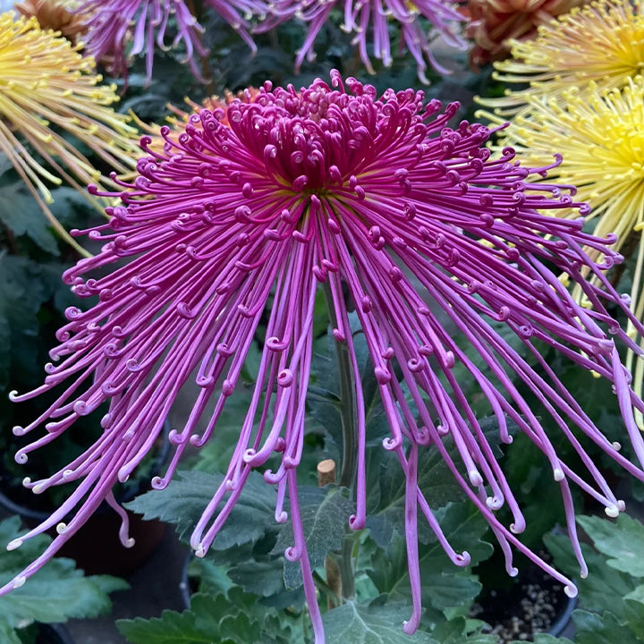 Semillas raras de crisantemo dorado - Flor de la longevidad💞