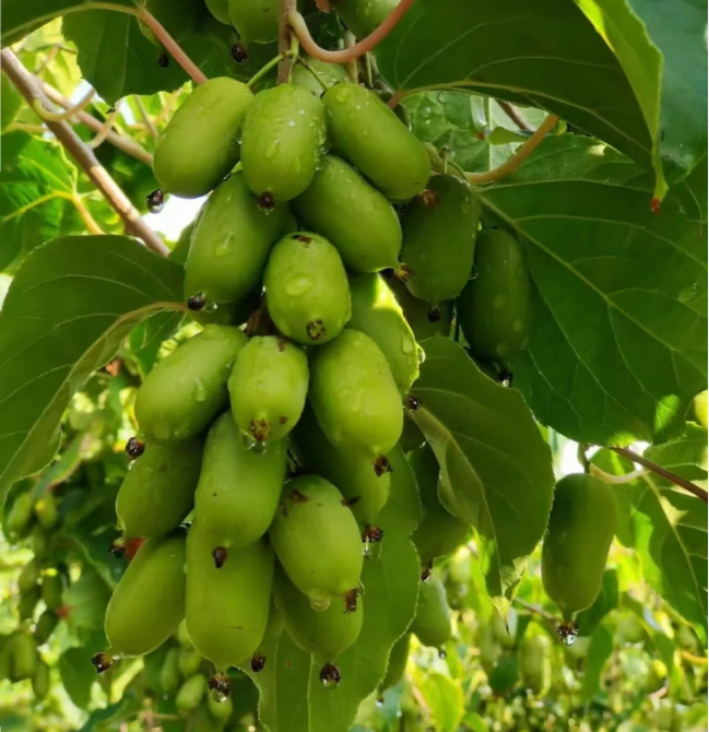 Semillas de kiwi dátil blando