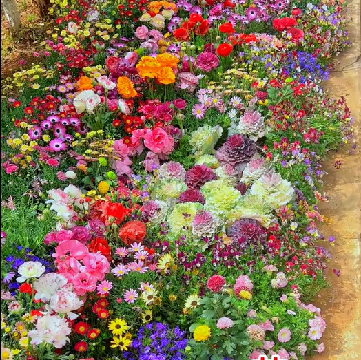 Semillas de Flores Perennes Mixtas-Más de 60 variedades mezcladas