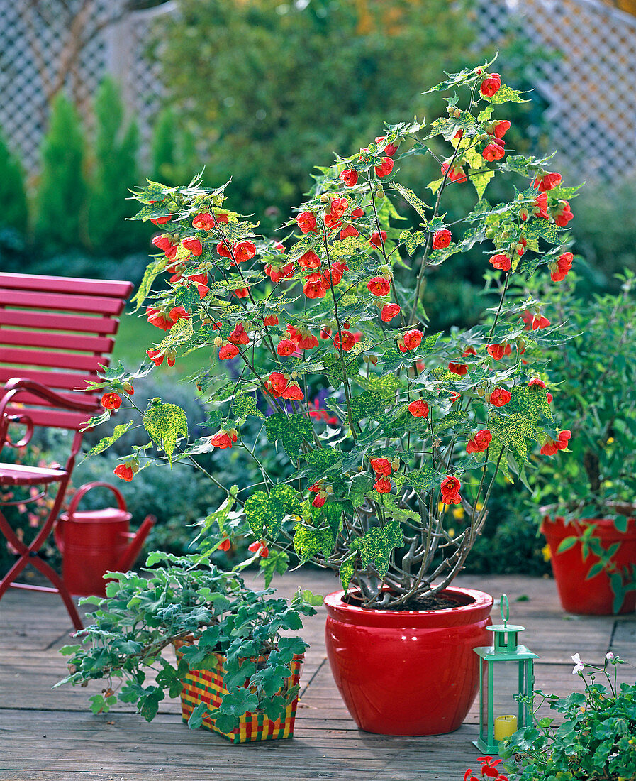 Abutilon Pictum Seeds