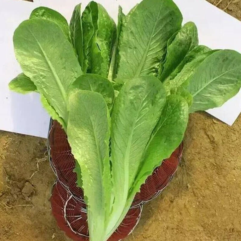 Semillas de vegetales Pavo Real de Verano