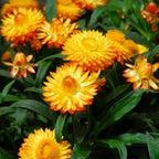 SEMILLAS DE FLOR DE PAPELETA - AMARILLO DORADO