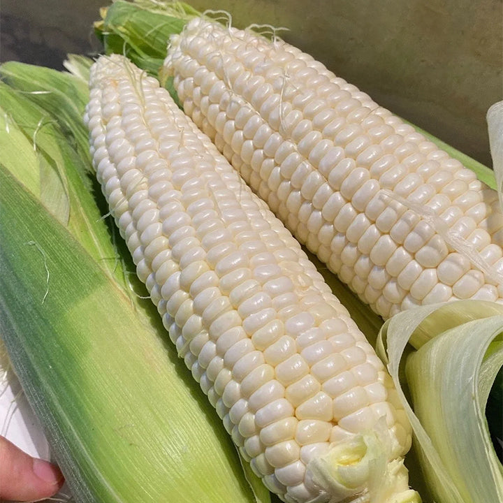 Fruit Corn Seeds for the Home Garden
