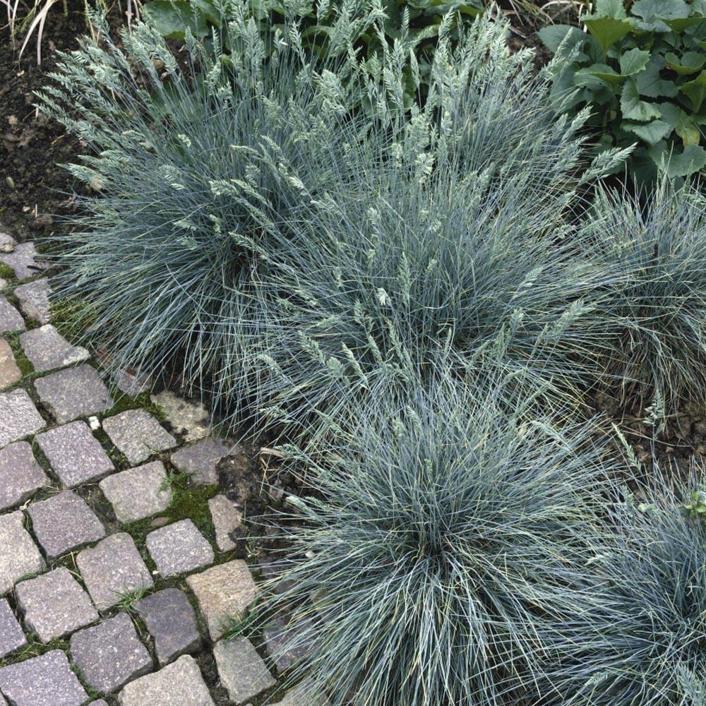 Semillas de Festuca Azul