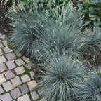 Semillas de Festuca Azul