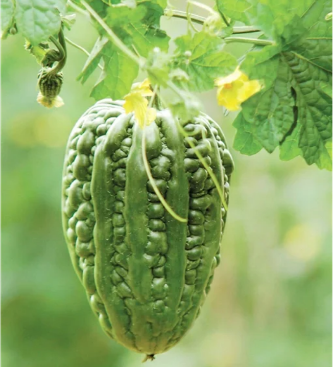 Big Top Bitter Melon Seeds