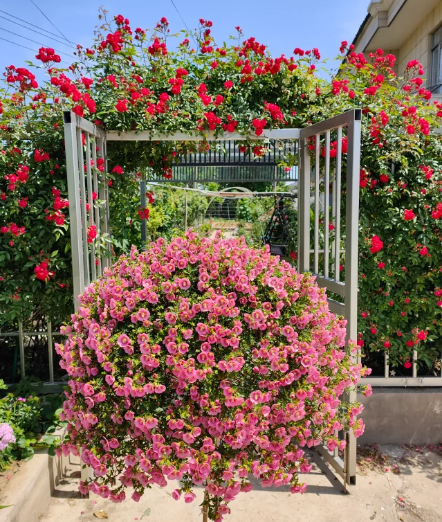 🌸Pequeñas semillas de Hibiscus Syriacus