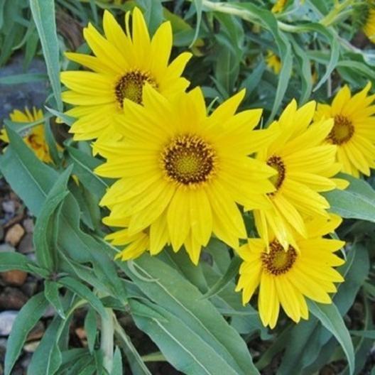 SEMILLAS DE GIRASOL - MAXIMILIANO