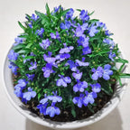 ✨Creeping Thyme Seeds for Four Seasons🏡Create Your Perfect Lawn Here🌼