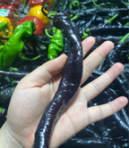 Semillas de pimiento morado-negro