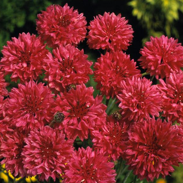 Semillas de flores de aciano rojo