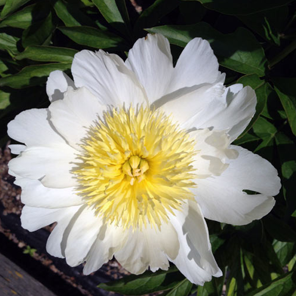 Semillas de caléndula Lirio Blanco