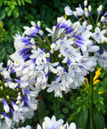 🎁Oferta de Año Nuevo🎁Agapanthus ‘Twister’