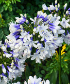 🎁Oferta de Año Nuevo🎁Agapanthus ‘Twister’