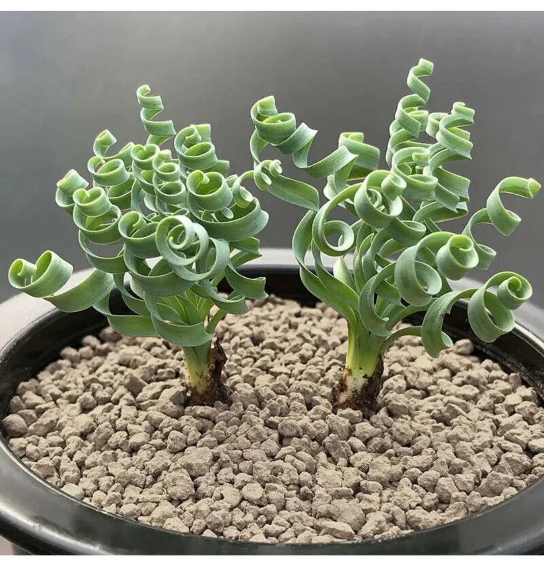 🌿Hierba Espiral - Curva y Bonita