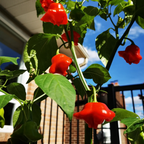 Semillas de pimiento "Corona de Obispo" (Capsicum baccatum)
