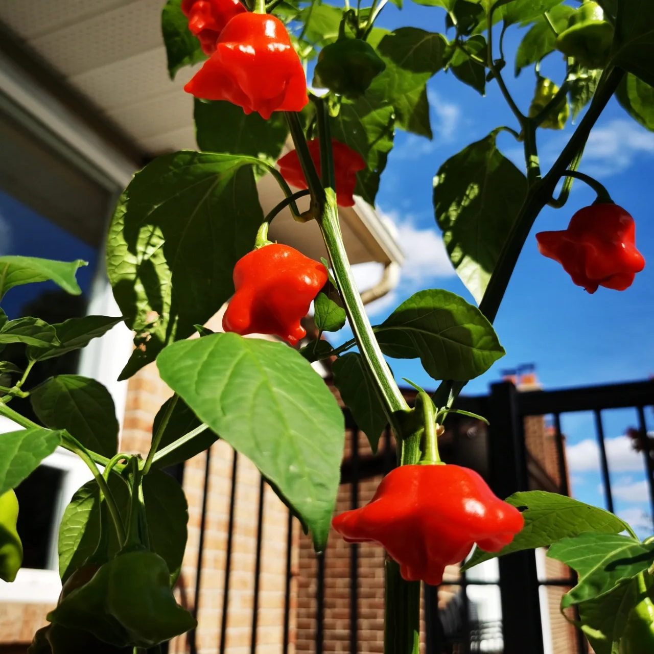 Semillas de pimiento "Corona de Obispo" (Capsicum baccatum)