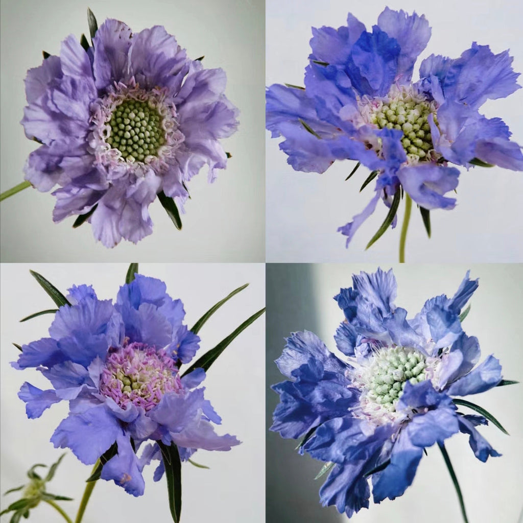 Semillas de Scabiosa Comosa