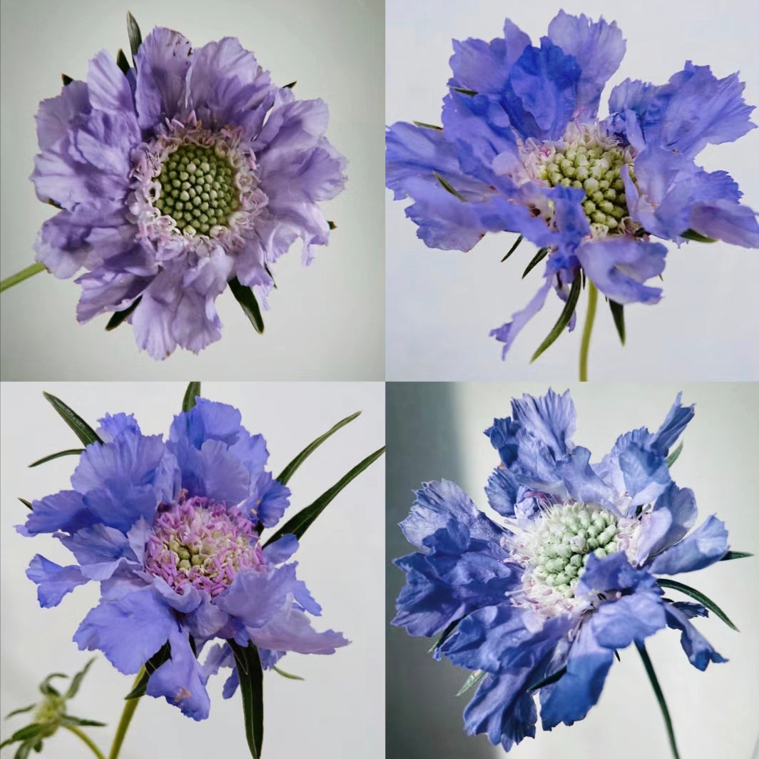 Semillas de Scabiosa Comosa