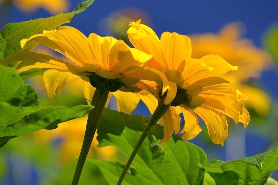 Semillas de girasol mexicano - Amarillas (Tithonia Speciosa Yellow Torch) Semillas.