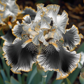 Pearl Mist-Rare Iris Bulbs⚜️
