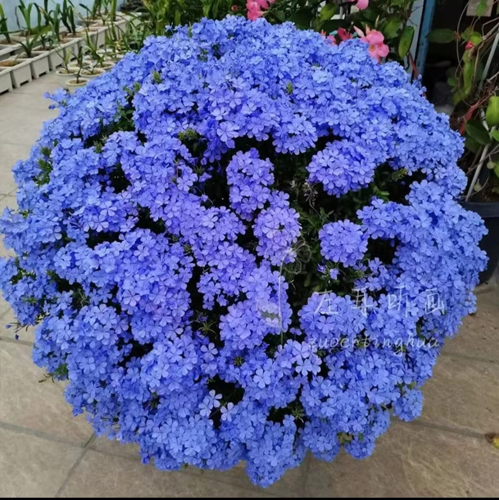 Semillas de copo de nieve azul Flor del cielo
