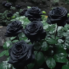 SEMILLAS DE ROSA NEGRA ROJA EXÓTICA