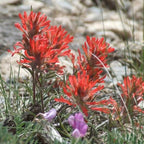 Semillas de flores de Pincel Indio Rojo Castilleja Indivisa