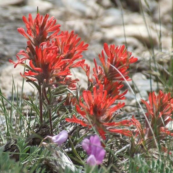 Semillas de flores de Pincel Indio Rojo Castilleja Indivisa