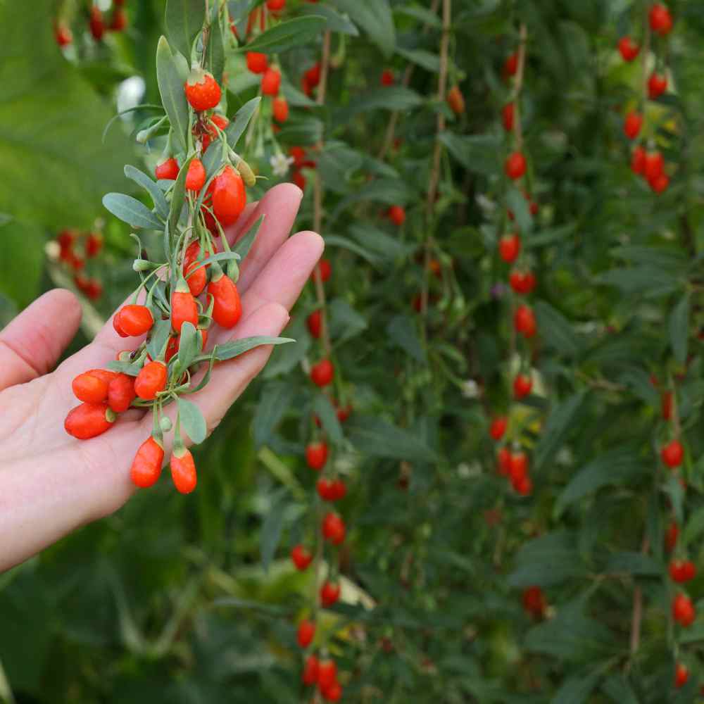 Semillas de goji