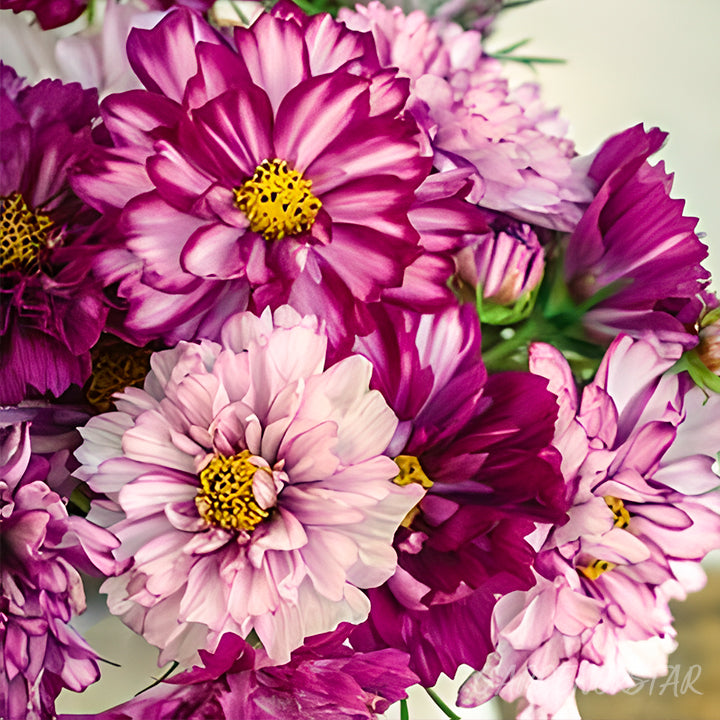 🌸Semillas de Cosmos Doble-Flor de la Felicidad
