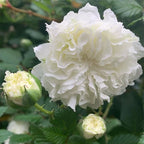 Semillas de Rosa Blanc Double de Coubert