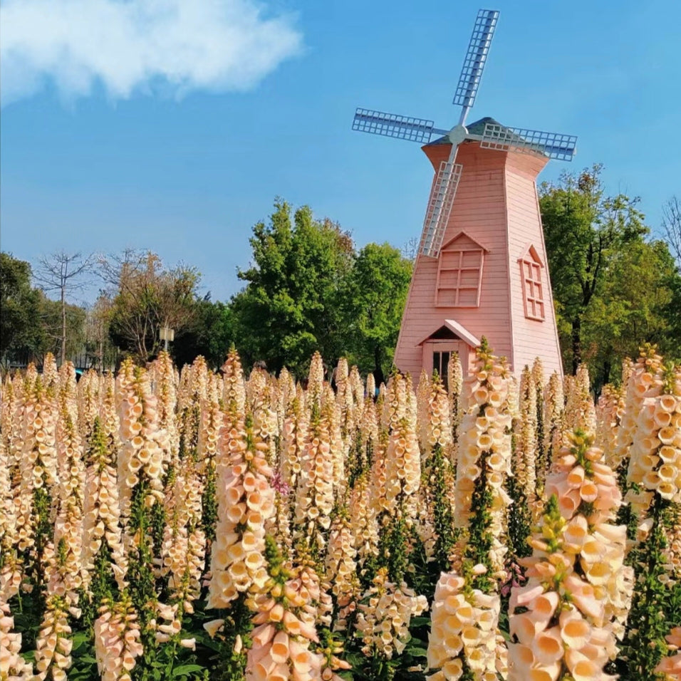 Semillas de Digitalis Purpurea