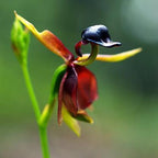 Orquídea Pato Volador - Semilla de flor rara