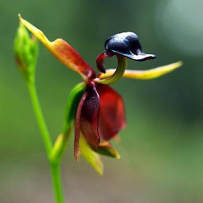 Orquídea Pato Volador - Semilla de flor rara