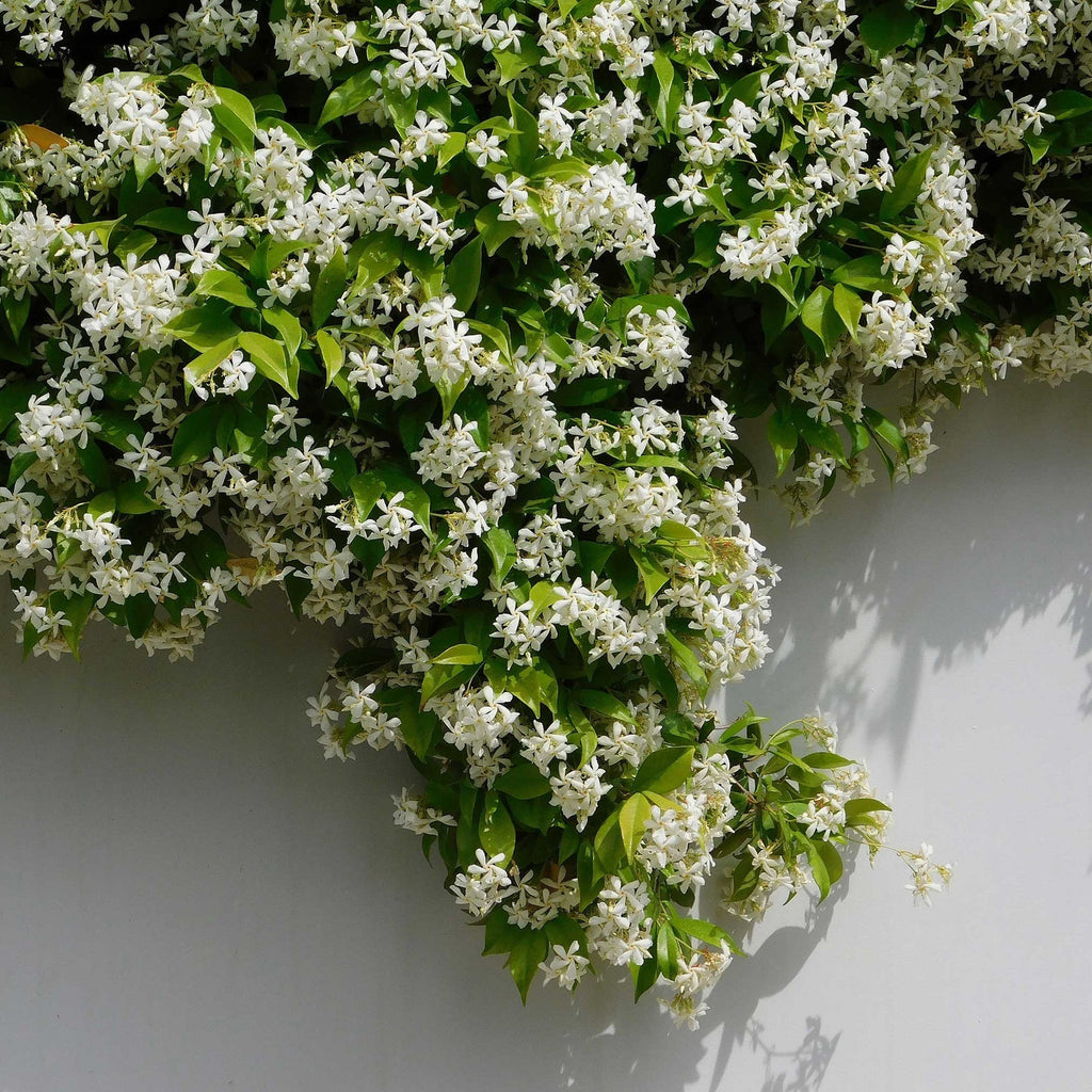 🌟Star Jasmine