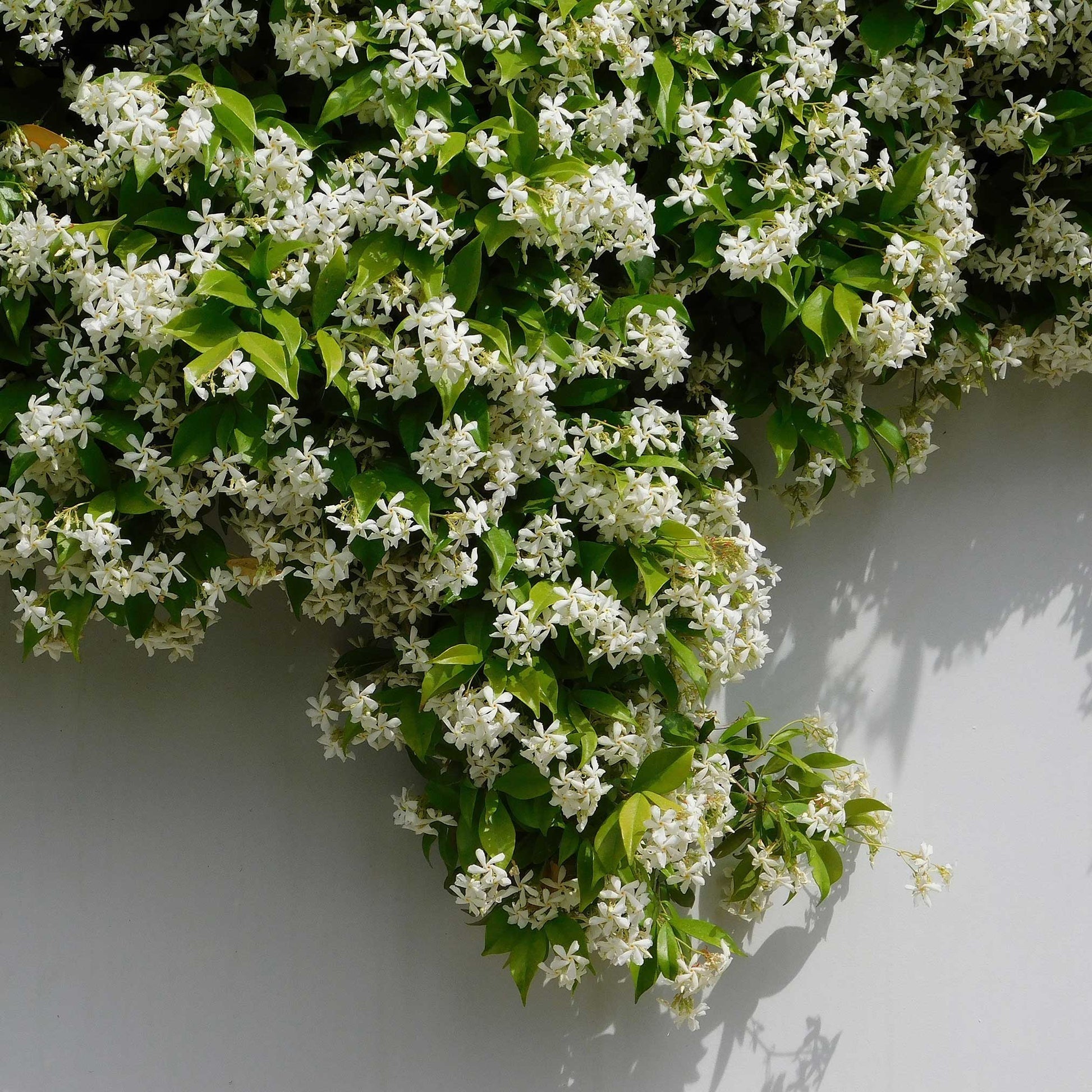 🌟Star Jasmine
