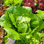 Semillas de lechuga orgánica
