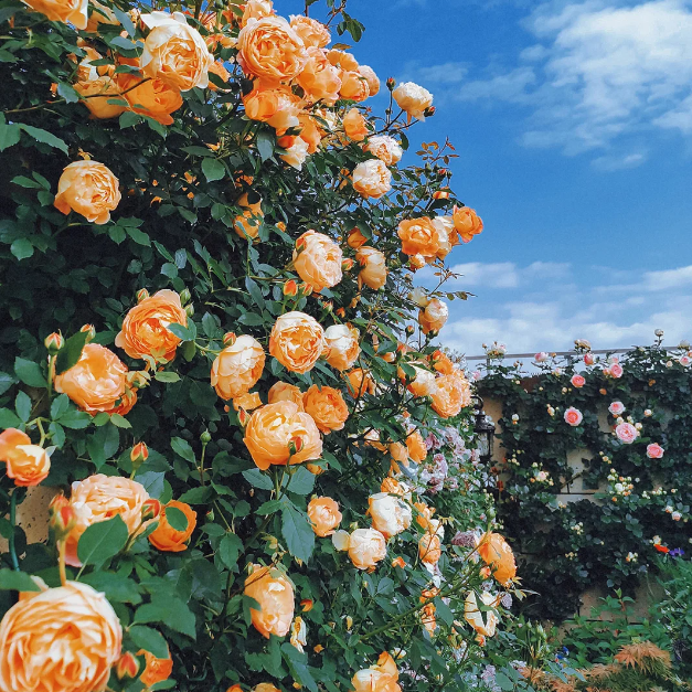 [ Repeat Blooming]🌹Climbing Rose Seeds - Luck Rises