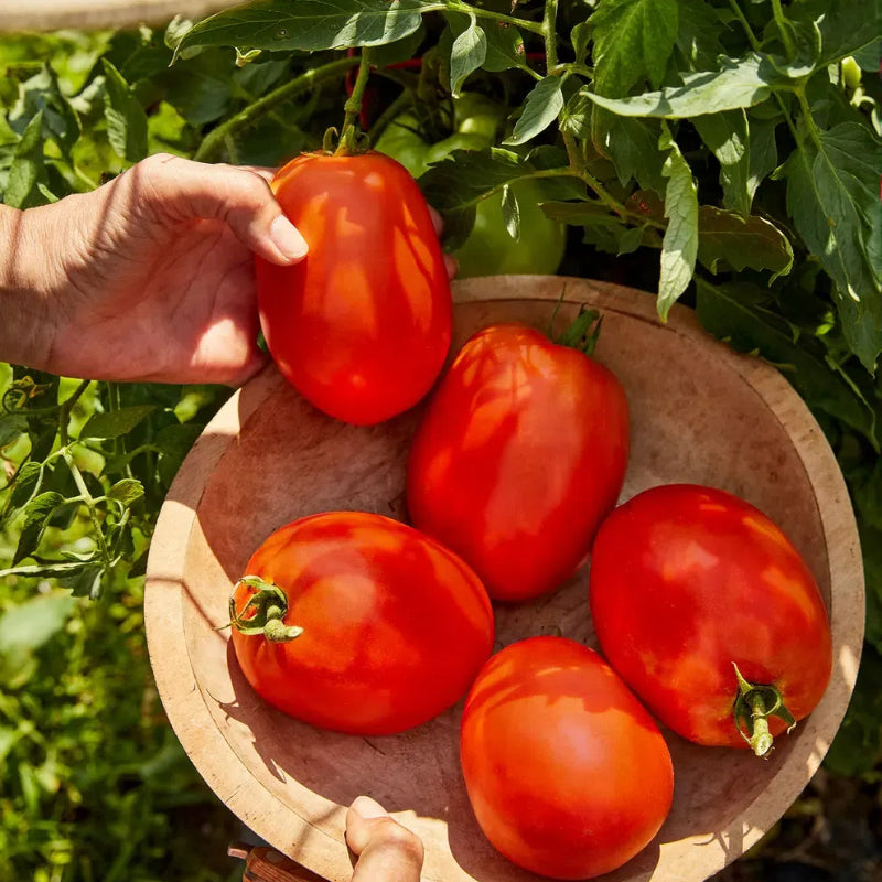 Tomates Cherry Gigantes